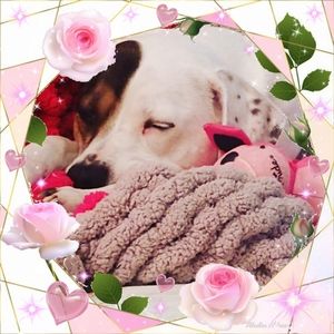 Meet your Posher, Iris